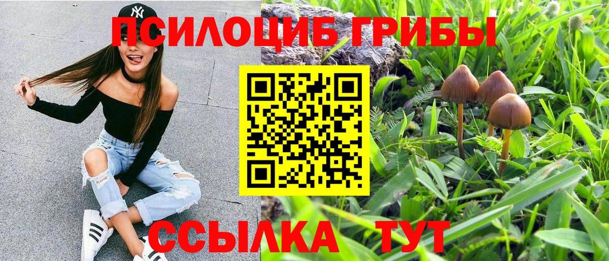Галлюциногенные грибы Psilocybine cubensis Тамбов